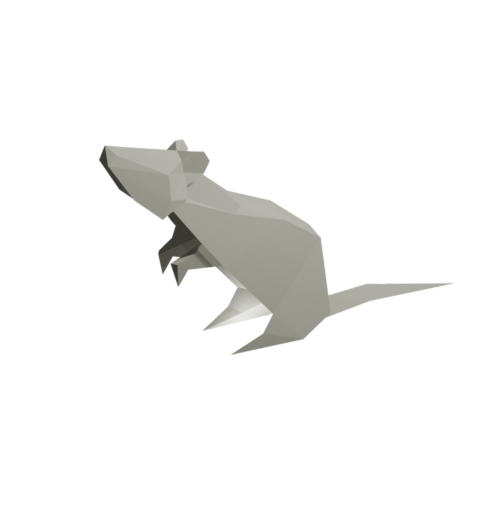 Rat